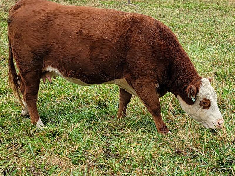 Hereford cow eating grass in pasture