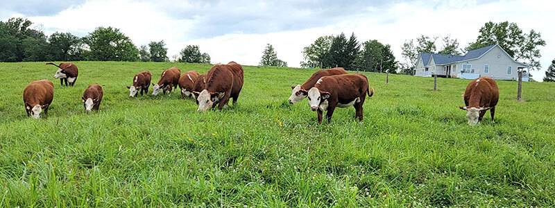 Hereford cattle in pasture