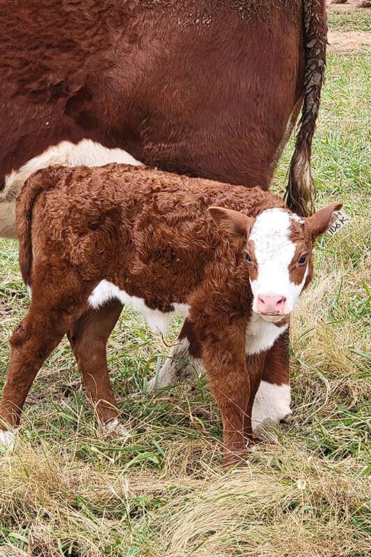 Hereford calf standing by mother