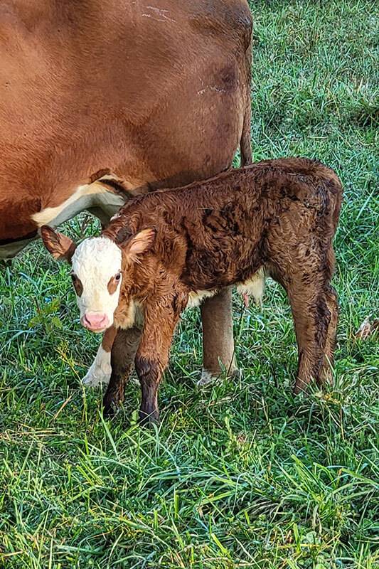 Hereford calf standing by mother